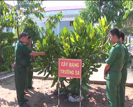 Cán bộ, chiến sĩ Đồn Biên phòng Phú Tân chăm sóc cây bàng vuông.
