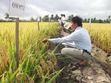 Nhà khoa học, đại diện ngành Nông nghiệp các địa phương và nông dân đánh giá các giống lúa trồng khảo nghiệm tại Trại Giống lúa Vĩnh Hựu thuộc Trung tâm Giống NN Tiền Giang. 		Ảnh: NGÔ TÔNG