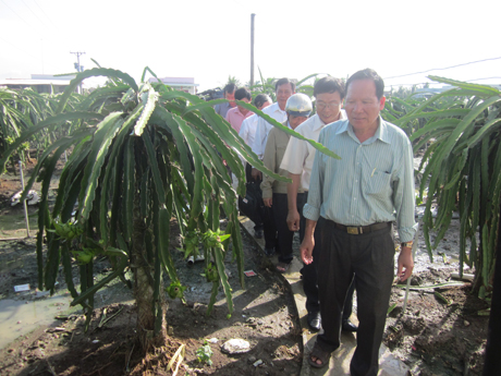 Hôị CCB tham quan mô hình trồng thanh long tại gia đình CCB Nguyễn Văn Trợ.