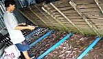 Người nuôi cá điêu hồng lãi cao nhưng vẫn lo