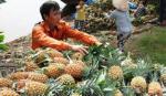 Giá khóm: Giảm nhanh và tăng cũng nhanh