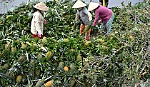 Thị trấn Mỹ Phước hướng đến đạt chuẩn văn minh đô thị vào năm 2015