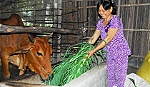 Tái cơ cấu để ngành chăn nuôi phát triển bền vững