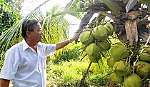 Hiệu quả từ mô hình xen canh dừa và mít