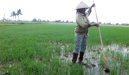 Nông dân Tân Phú Đông đang bước vào sản xuất vụ lúa đầu tiên của năm.