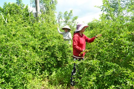 Thu hoạch sơ ri ở xã Long Thuận, TX. Gò Công.