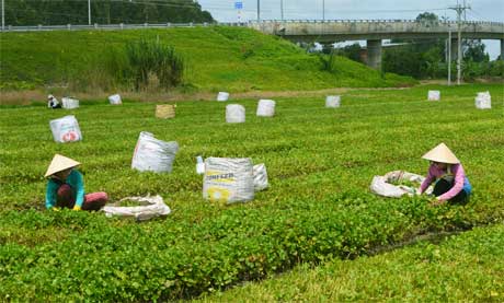 Thu hoạch rau tại huyện Châu Thành, tỉnh Tiền Giang. Ảnh: Vân Anh