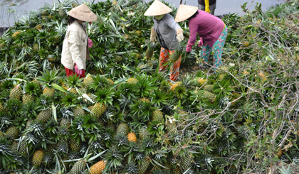 Sản xuất, mua bán khóm là nghề gắn bó với người dân Mỹ Phước lâu nay.