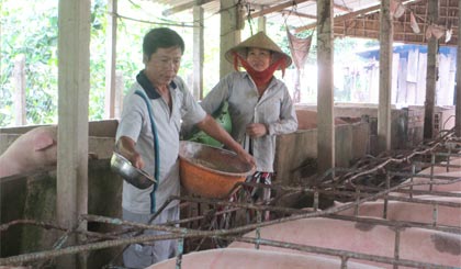 Anh Hồng và chị Vân chăm sóc đàn heo của mình.
