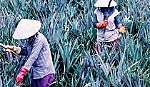 Bài 4: Hưng Thạnh - 200 năm & ước vọng hưng thịnh