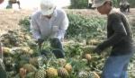 Diện tích khóm huyện Tân Phước đạt 15.500 ha