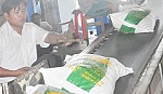 Phó Giám đốc Tigifood Lê Thanh Khiêm:Thị trường lúa gạo đang diễn biến khó lường