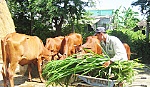 Anh Đỗ Văn Ngàn khá lên nhờ nuôi bò sinh sản