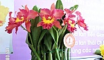 Hội thi Hoa phong lan khu vực miền Đông và miền Tây Nam bộ