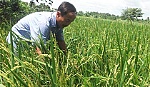 Nếp bè Chợ Gạo: Giá bấp bênh, nguy cơ mất thương hiệu