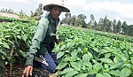 Cây màu bám rễ trên vùng đất phèn