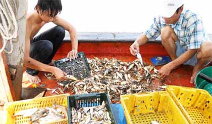 Ngư dân lựa các loại cá.
