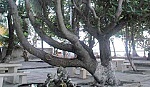 Công nhận 4 cây di sản ở Trường Sa