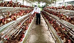 Tái cơ cấu ngành Nông nghiệp và nhiệm vụ của Trung tâm Khuyến nông