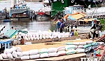 Xuất khẩu gạo: Tiêu thụ hết lượng gạo trong dân với giá cao