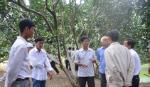 70 nông dân TP. Mỹ Tho học tập kinh nghiệm trồng bưởi da xanh