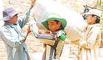 Giá lúa hè thu chính vụ 