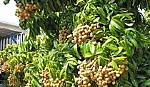 Hỗ trợ vải, nhãn xuất khẩu vào Mỹ