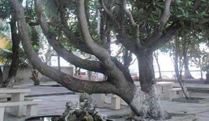 Cây mù u đảo Sơn Ca. Ảnh: VACNE