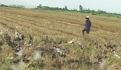 Anh Nguyễn Hữu Tài chăm sóc đàn vịt chạy đồng.