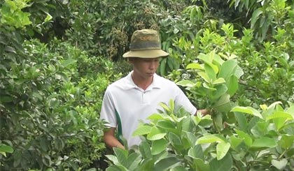 Anh Phương chăm sóc vườn tược trong lúc cơ sở tách hạt điều của gia đình tạm ngưng việc. 