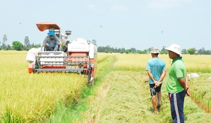 Nông dân xã  Hậu Mỹ Bắc A, huyện Cái Bè phấn khởi thu hoạch lúa hè thu chính vụ.