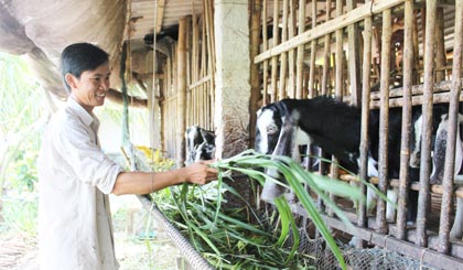 Anh Thuận nuôi dê đạt hiệu quả kinh tế cao.
