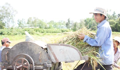 Anh Lợi trực tiếp phóng lúa.