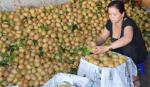 Tiền Giang kêu gọi đầu tư vào 5 dự án nông nghiệp, nông thôn