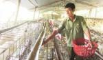 CCB Ngô Văn Chính: Làm giàu nhờ mô hình VAC