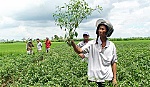 Công ty thỏa thuận bồi thường thiệt hại cho nông dân vì giống ớt mới
