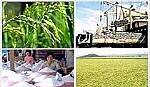 Phát triển thương hiệu gạo Việt Nam