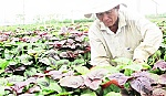 Thu nhập khá nhờ trồng rau VietGAP