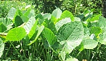 Tăng thu nhập từ xen canh bạc hà
