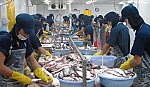 Sản lượng xuất khẩu cá tra của Việt Nam đang tăng trở lại