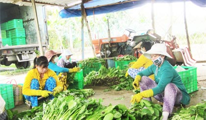 HTX Rau an toàn Gò Công giải quyết 1 lượng lớn lao động nhàn rỗi tại  xã.