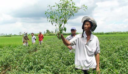 Giống ớt Hồng Hạc 2 trồng  được 90 ngày tuổi chưa ra bông, đậu trái.