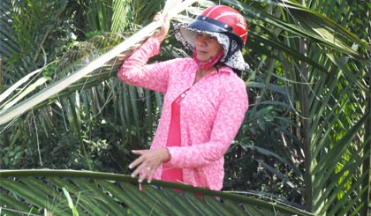Chị Thủy mua lá khoán từ các chủ đất để bán kiếm lời.