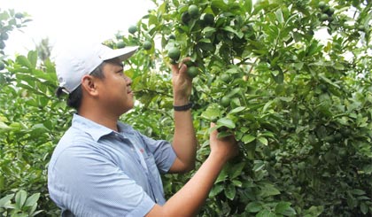 Anh Được chăm sóc vườn chanh.