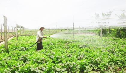 Ông Tâm đang tưới rau.