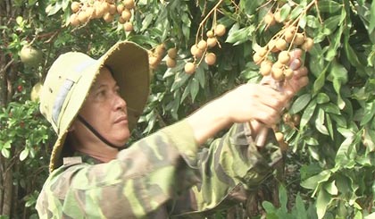  Nông dân Lê Tấn Thành thu hoạch nhãn.