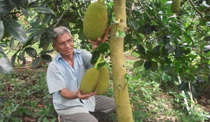 Ông Lê Mười (xã Long Trung, huyện Cai Lậy) đã có 7 năm  trồng mít siêu sớm.