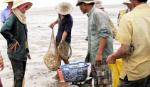 Để nghề nuôi nghêu Gò Công trở lại thời hoàng kim