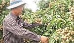 Trồng nhãn Thạch Kiệt cho lợi nhuận cao