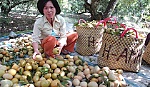 Vực dậy 